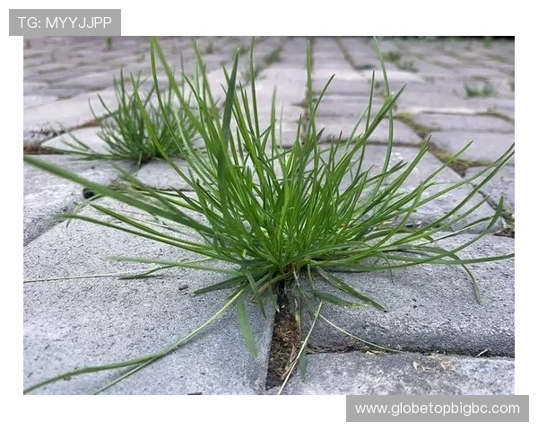 凯发真人首先娱乐致力于构建绿色安全的游戏环境为玩家打造放心的娱乐空间